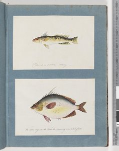 13ページ。正体不明の魚。 14.正体不明の魚 作： Unknown artist