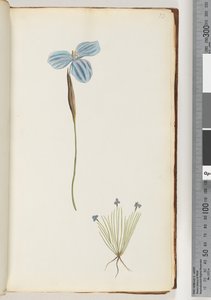 13ページ。正体不明の植物 作： Unknown artist