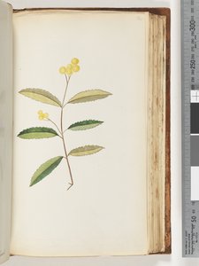 140ページ。正体不明の花、1794年10月 作： Unknown artist