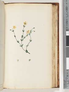 ページ141。未確認の植物 作： Unknown artist
