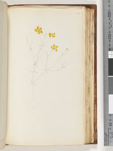 ページ142.碑文なし、未完成の図面、未確認の植物 作： Unknown artist