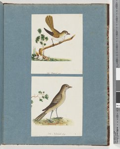 ページ142。正体不明の鳥。 143.正体不明の鳥