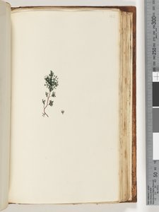 143ページ。正体不明の植物 作： Unknown artist