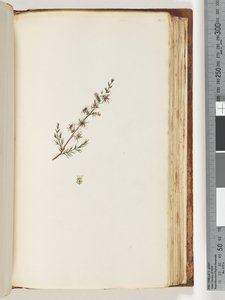144ページ。正体不明の植物 作： Unknown artist