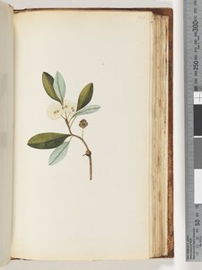 146ページ。正体不明の植物 作： Unknown artist