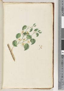 14ページ。正体不明の植物 作： Unknown artist