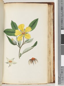 154ページ。Hibbertiavolubilis- Andrews Guinea Flower 作： Unknown artist