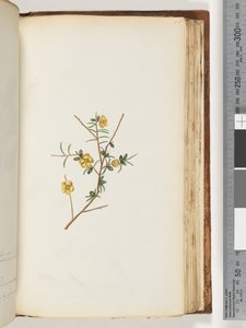 155ページ。正体不明の植物 作： Unknown artist