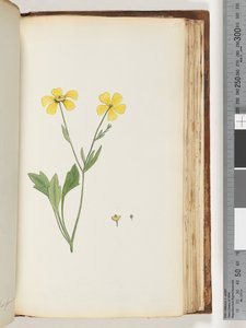 156ページ。正体不明の植物 作： Unknown artist