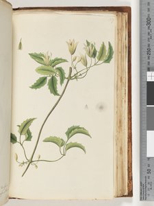 157ページ。正体不明の植物 作： Unknown artist