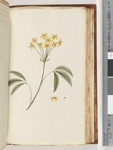 158ページ。正体不明の植物 作： Unknown artist