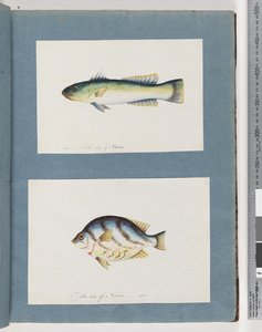 Page15。正体不明の魚16.正体不明の魚 作： Unknown artist