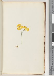 15ページ。正体不明の植物 作： Unknown artist