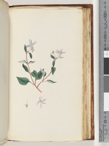 160ページ。正体不明の植物 作： Unknown artist