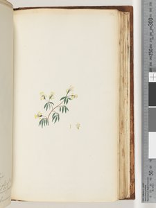 162ページ。正体不明の植物 作： Unknown artist