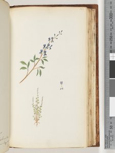 163ページ。正体不明の植物 作： Unknown artist