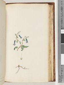 165ページ。正体不明の植物 作： Unknown artist