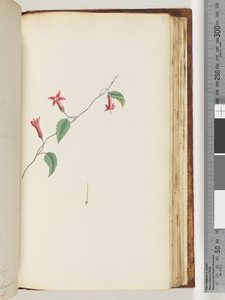 Page 167.未確認の植物 作： Unknown