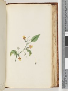 168ページ。正体不明の植物 作： Unknown artist