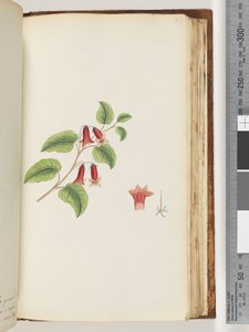 ページ169。名前のない顕花植物 作： Unknown artist