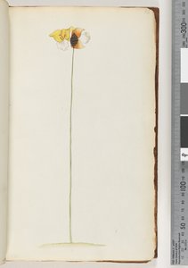 16ページ。正体不明の植物 作： Unknown artist