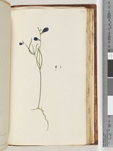 174ページ。正体不明の植物 作： Unknown artist