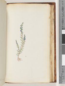 176ページ。正体不明の植物 作： Unknown artist