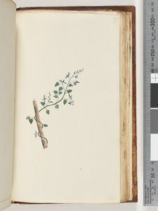 179ページ。正体不明の植物 作： Unknown artist