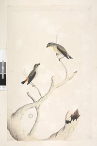 17ページ。ホウセキドリ。別の手の8月の上端に沿って。どちらも自然なサイズで描かれています。サードハンドで追加され、異なる種類のものであると思われるホウセキドリとキボシホウセキドリPardalotuspunctatusとPardalotusstriatus Pardalotus ornat 作： Unknown artist