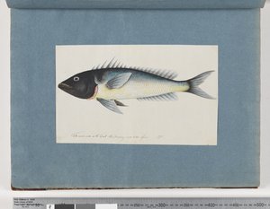 17ページ目正体不明の魚（水彩・紙 作： Unknown artist