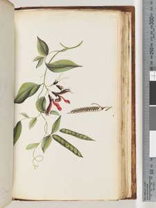 182ページ。正体不明の植物 作： Unknown artist