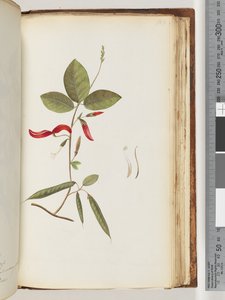 183ページ。正体不明の植物 作： Unknown artist