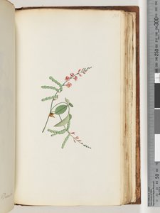 186ページ。顕花植物、クリーパー 作： Unknown artist