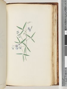 Page 187.未確認の植物 作： Unknown