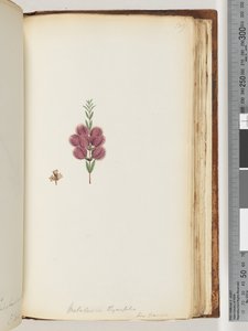 ページ189。メラルーカthymifolia。 Lin：トランザック 作： Unknown artist