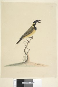 ページ18。自然なサイズのゴールデンウィスラーPachycephalapectoralis、男性、1791-92 作： Unknown artist