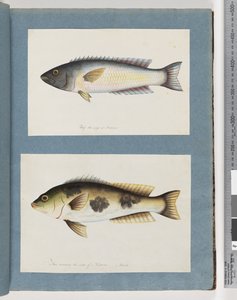 18ページ。正体不明の魚。19。正体不明の魚
