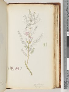 ページ190.Melaleuca thymifolia -タイムハニー、マートル 作： Unknown artist