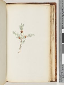 191ページ。正体不明の植物 作： Unknown