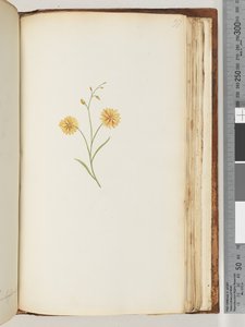 未確認の植物 作： Unknown