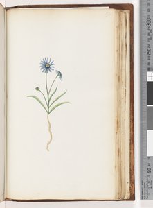 198ページ。正体不明の植物 作： Unknown artist