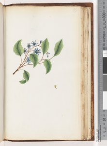 199ページ。正体不明の植物 作： Unknown