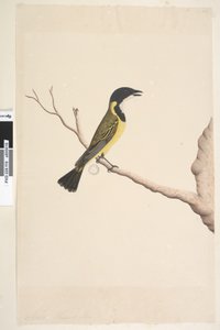 ページ19. 4月。ナチュラルサイズキバラモズヒタキPachycephalapectoralis、オス、1791-92 作： Unknown artist
