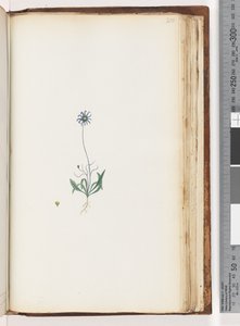未確認の植物 作： Unknown