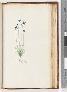未確認の植物 作： Unknown