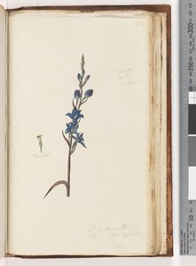 Page 203.これはThelymitra ixioides - Spotted Sun Orchidだと思います 作： Unknown