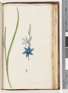 ページ204.Thelymitra ixiodes - Spotted Sun Orchid 作： Unknown artist