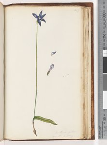 Page 207. Arethusa pilosa -ワックスリップオーキッド 作： Unknown