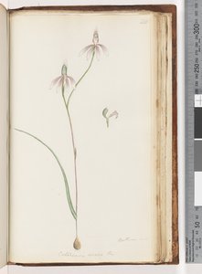 ページ208。アレササ証明書？ Caladenia carnea Br -ピンクフィンガーズオーキッド 作： Unknown artist