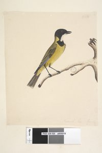 20ページ。自然なサイズ。 4月キバラモズヒタキPachycephalapectoralis、オス、1791-92 作： Unknown artist